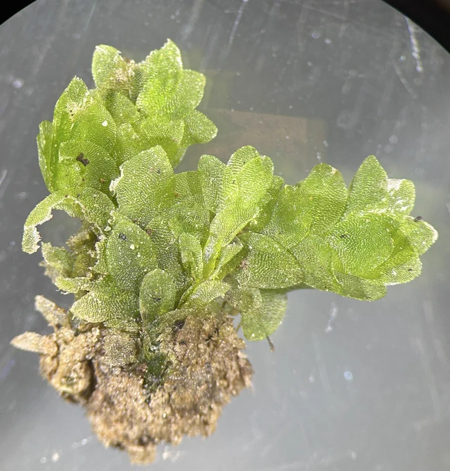 A less zoomed-in microscope view of the full moss, including the lower part that was removed from the soil. The leaves splay out like fans, making the moss look quite wide.