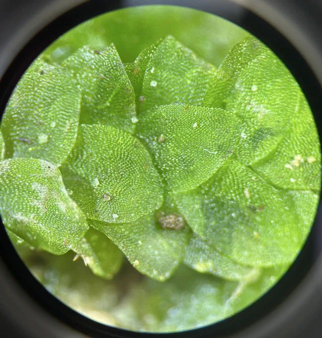 A microscope view of a bright, pea green moss with large leaves that overlap each other, giving the plant a flattened appearance. The cells are so large that they are visible, reflecting the light in diagonal, curved lines.