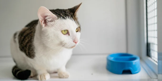 A cat with white and gray fur sitting next to a blue food bowl by a window.