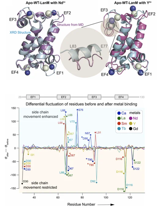 Computationally derived structural insights into Rare Earth selectivity in lanmodulin and its variants. Computational and Structural Biotechnology Journal, DOI: https://doi.org/10.1016/j.csbj.2025.02.005

