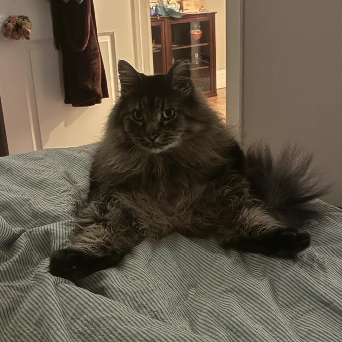 meeko the fluffy tabby lounges on his parents’ bed in a peculiar position. he sits on his butt with his back legs splayed out in front of him almost in a stretch. his front legs are behind him, holding his weight up. he looks at the camera matter-of-factly and says “what”