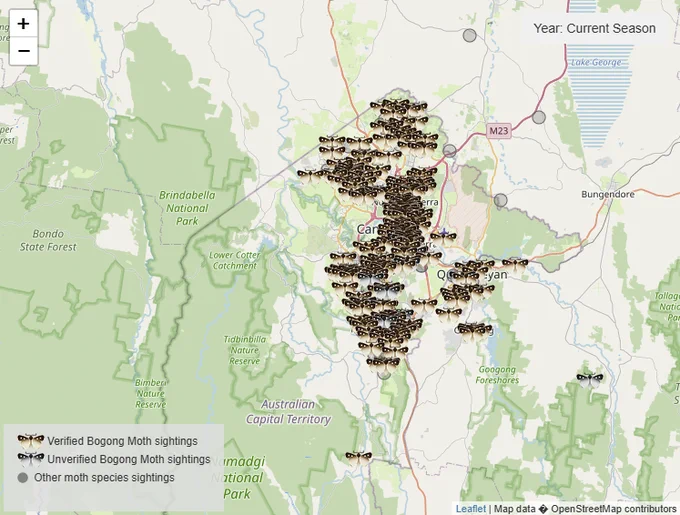 Bogong moth citizen reports represented by moth symbols spread across the Canberra suburbs. 