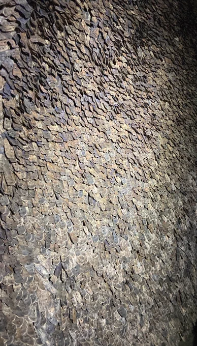 Bogong moths tiling on a cave wall in the Brindabella Ranges.