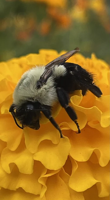 Sleeping bee