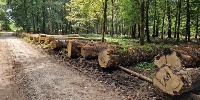 Felled trees alongside a forest track.