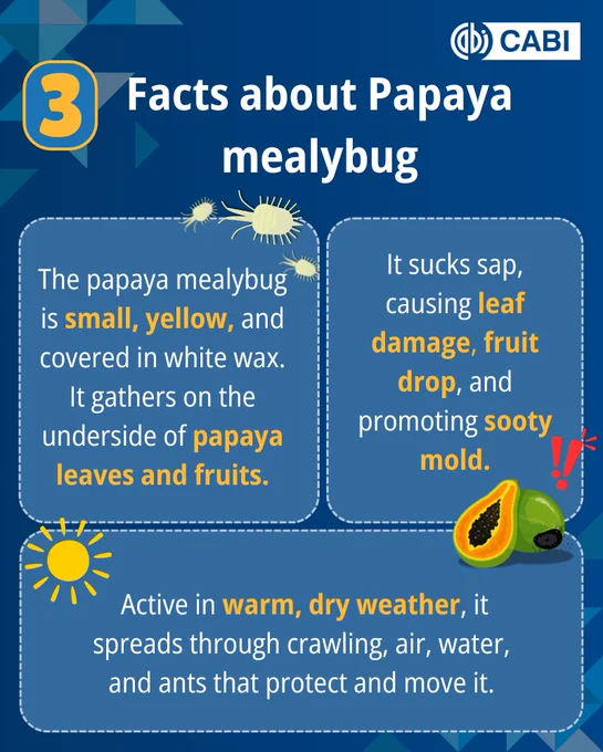 3 facts about Papaya mealybug. 1. The papaya mealybug is small, yellow, and covered in white wax. It gathers on the underside of papaya leaves and fruits.. 2. It sucks sap, causing leaf damage, fruit drop, and promoting sooty mould. 3. Active in warm, dry weather, it spreads through crawling, air, water, and ants that protect and move it.