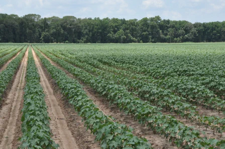 Hot spots of stunted cotton in a field with a moderate to high density of the reniform nematode. Image is of a rows of cotton plants in a field with a forest in the background. 