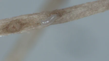 A reniform nematode female attached to a cotton root at 50x magnification. Image is a close up of a cotton root with a tiny translucent nematode attached to it. 