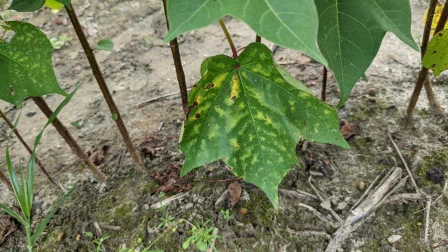 Interveinal chlorotic pattern or “tiger stripping” on cotton leaves is a nutrient deficiency symptom that can be observed in fields infested with the reniform nematode, especially in Alabama, Georgia, and Florida. This image shows cotton stems and a few cotton leaves, several of the latter which have a yellowish spotted discoloration. 