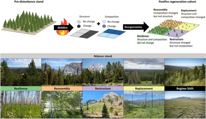 Conceptual figure of postfire reorganization pathways and photo representations of pre- versus postfire differences in stand structure and composition.