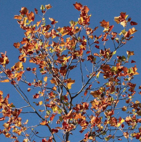 A tree with orange and red leaves against a blue sky