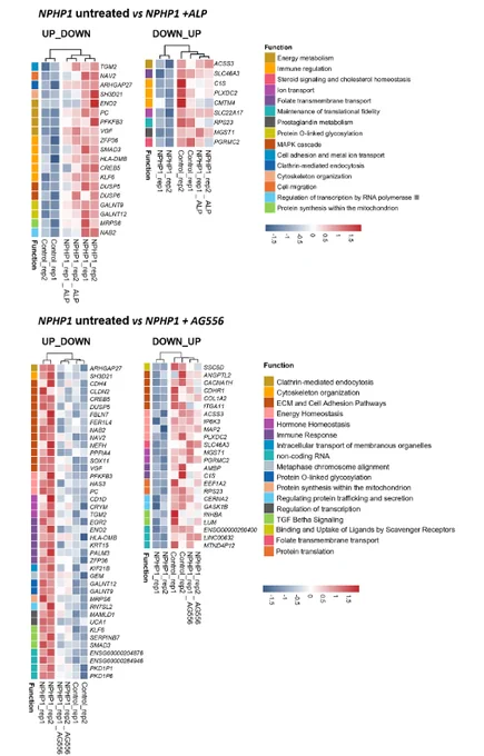 Heatmap illustrating UP-DOWN and DOWN-UP genes (Padj<0.05, lfSE<1, and |log₂FC|>0.58) for the comparisons  NPHP1 untreated versus NPHP1 plus ALP or (C) NPHP1 untreated versus NPHP1 plus AG556.