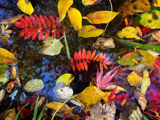 Photo of garden pond with selection of golden and red leaves floating in the surface. Blue sky reflection too.