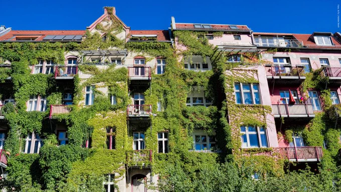 Ausschnitt einer Fassade eines Altbaus, der mit Pflanzen berankt ist. 