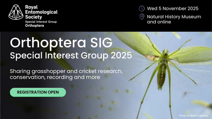 Close-up of a green Orthopteran against a light blue sky, promoting the Orthoptera Special Interest Group 2025 event by the Royal Entomological Society.