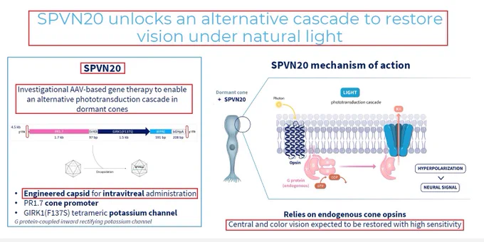 SparingVision has announced that the first patient has been dosed in its NYRVANA clinical trial aimed to evaluate SPVN20 - a gene-agnostic, intravitreal AAV-based Gene Therapy designed to restore visual acuity and color vision in Retinitis pigmentosa (RP) patients.