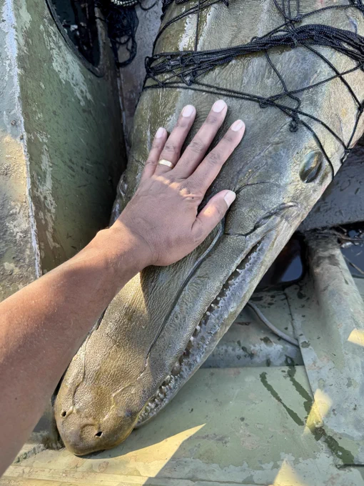 A fish scientist holds his hand on the head of a giant Alligator Gar.