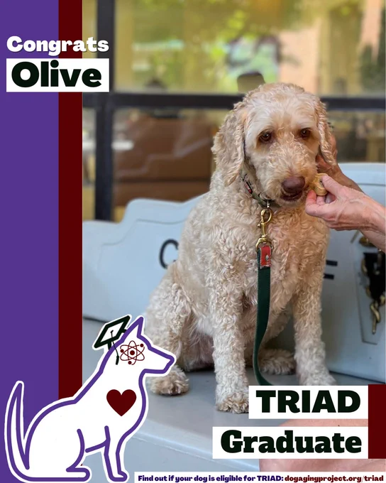 A decorative image of a dog eating a treat with text that reads, "Congrats Olive, TRIAD Graduate." Find out if your dog is eligible for TRIAD: dogagingproject.org/triad