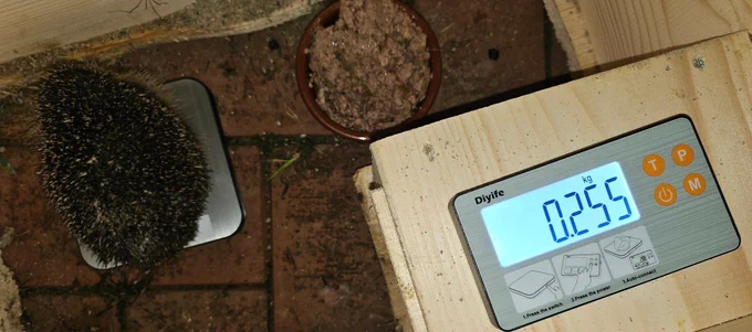 Igel im Futterhaus auf der Waage (angeblich 255gr)
