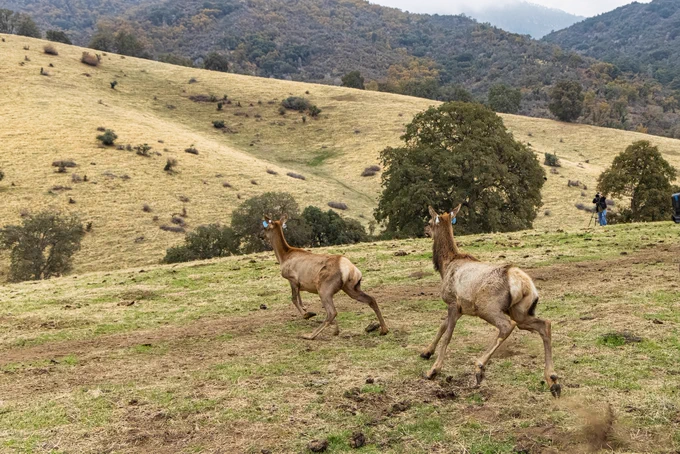 Governor Newsom announces the return of 17,030 acres of ancestral land to the Tule River Indian Tribe and the reintroduction of tule elk to the area.