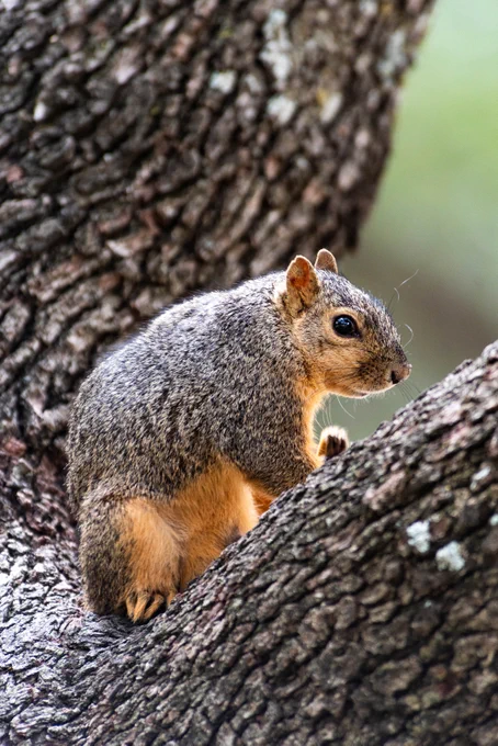 A photo of a brown squirrel in a tree.