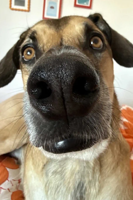 a close up of a tan dog with a black snoot and golden brown eyes. he's so close we can see the whiskers on his lip and the grooves in his nose. he looks above the camera with a slightly bewildered expression.
