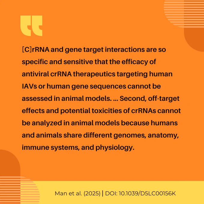 A quote in black text reads: “[C]rRNA and gene target interactions are so specific and sensitive that the efficacy of antiviral crRNA therapeutics targeting human IAVs or human gene sequences cannot be assessed in animal models. ... Second, off-target effects and potential toxicities of crRNAs cannot be analyzed in animal models because humans and animals share different genomes, anatomy, immune systems, and physiology.” Below the quote is the citation in a yellow rectangle: Man et al. (2025) DOI: 10.1039/D5LC00156K. The design of the graphic includes an orange background with a yellow quotation mark to the top left, and part of a dark orange oval and a lighter orange oval with see-through lines running through it, perpendicular to one another, at the top right and bottom left.