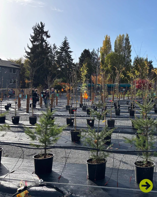 Rows of young trees in black pots lined up in a nursery with people inspecting them under a clear blue sky.