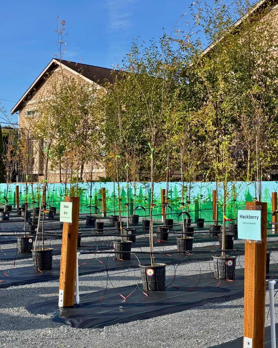 Rows of young trees in black pots labeled with species names like Hackberry, arranged outdoors on a gravel surface under a clear blue sky.