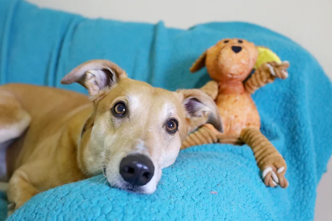 A blonde Whippet dog lying on a blue blanket on a couch, alongside a dog-shaped cuddly toy.
