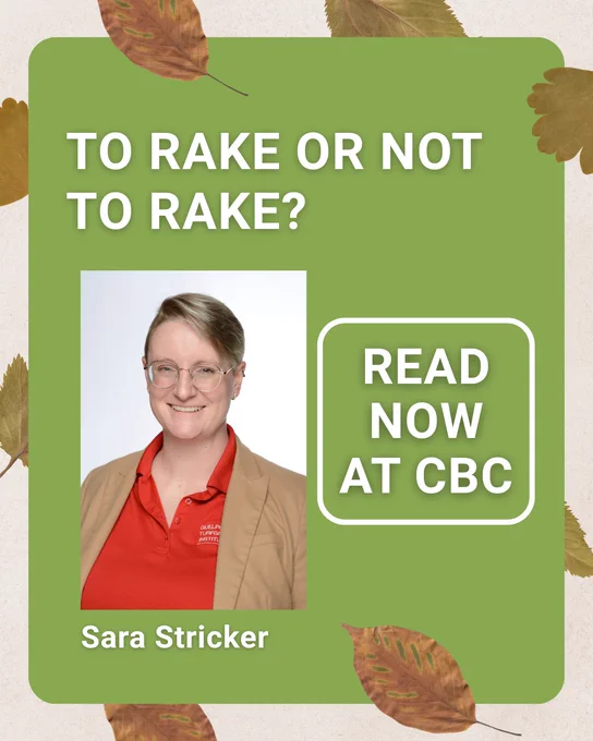 Promotional image featuring Sara Stricker with the text "To Rake or Not to Rake? Read now at CBC," surrounded by autumn leaves.