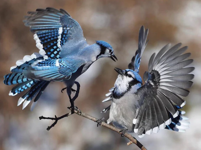 Two Blue Jays with wings spread over a branch at The Arboretum.