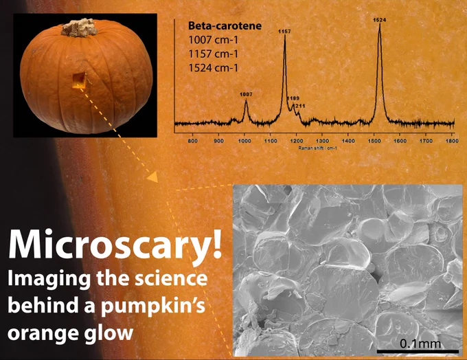 Composite image showing a pumpkin used for microscopy. A photo of the whole pumpkin with a small 2mm square cut out indicates the area imaged. The main background shows the orange flesh captured with a Keyence digital microscope, with the darker ridge on the left marking the skin. An inset black graph displays the Raman spectrum with strong beta-carotene peaks, explaining the pumpkin’s orange colour. Another inset image from cryo-SEM reveals tightly packed oval cells that make up the pumpkin’s fleshy interior. Images by Raymond Wightman and Daniel Sparrow.