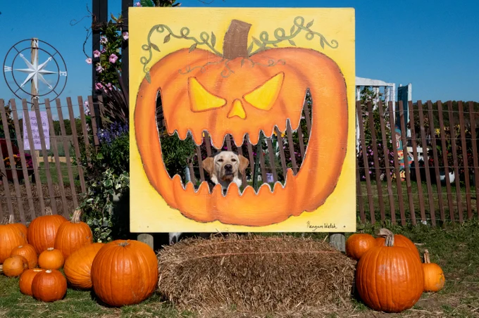 VD:
The photos show a lighthearted Halloween scene featuring a yellow Labrador retriever.
In both images, the dog is sitting behind a large painted wooden board with a cutout of a jack-o’-lantern face. The dog’s head is perfectly framed inside the pumpkin’s open mouth, making it look like the pumpkin is “eating” or playfully framing the pup. Around the display, there are pumpkins, hay bales, and flowers under a clear blue sky, adding to the festive, cheerful fall atmosphere.