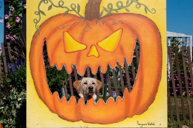 VD:
The photos show a lighthearted Halloween scene featuring a yellow Labrador retriever.
In both images, the dog is sitting behind a large painted wooden board with a cutout of a jack-o’-lantern face. The dog’s head is perfectly framed inside the pumpkin’s open mouth, making it look like the pumpkin is “eating” or playfully framing the pup. Around the display, there are pumpkins, hay bales, and flowers under a clear blue sky, adding to the festive, cheerful fall atmosphere.