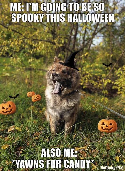 Not tricks, just fluff - powered by FLY.