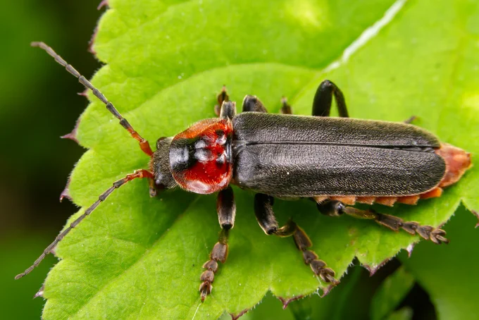 Mīkstspārnis Cantharis fusca