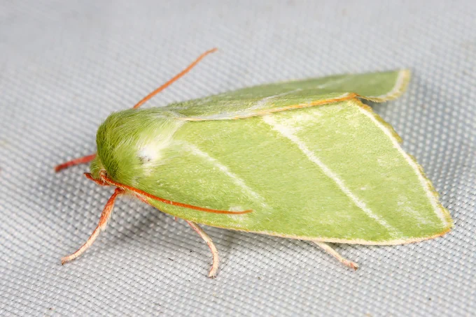 Bērzu zaļā vērpējpūcīte (Pseudoips prasinana)