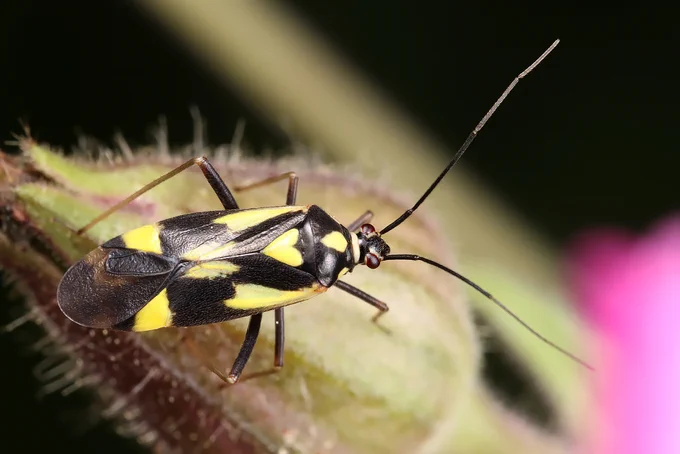 Mīkstblakts Grypocoris sexguttatus