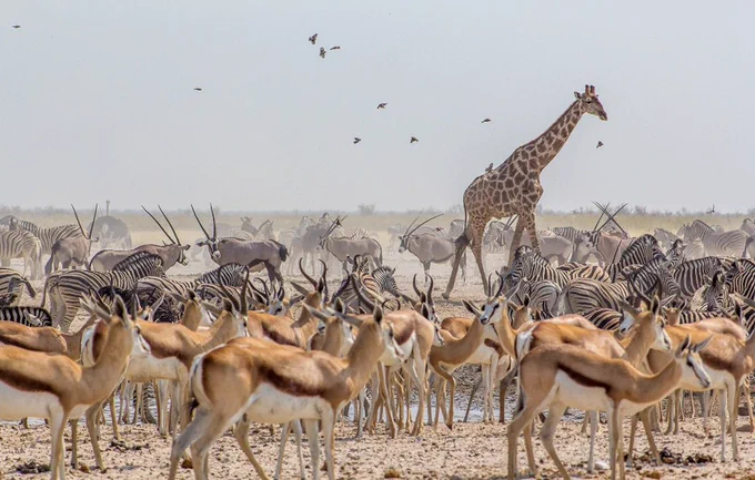 A herd of animals, featuring different species, moving together across an open plain.