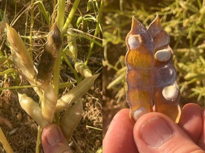 Phomopsis infected narrow leafed lupin pod and seed. Photo courtesy of DPIRD. 