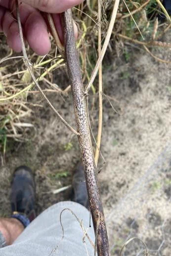 Phomopsis lesions on a lupin stem. Photo courtesy of DPIRD.
