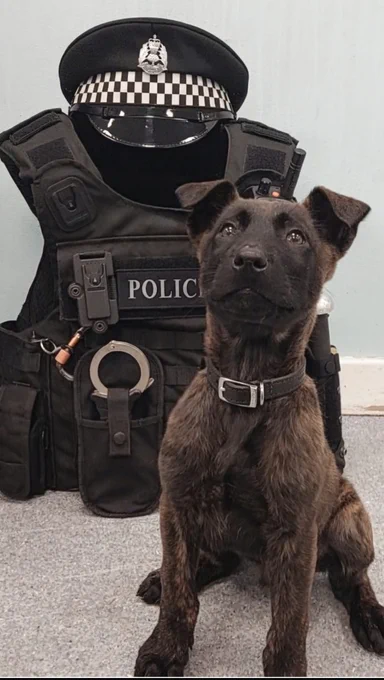TPD Kylo is sitting, looking up towards the camera.  He is an 8 week old Dutch Herder pup, with a black and brown brindle coat with ears yet to firm up.  He is wearing a black collar with silver buckle.  Behind TPD Kylo is a set of black police body armour with a police flat cap balanced on top.  He is sitting on a grey vinyl floor with lighter grey wall in the background.