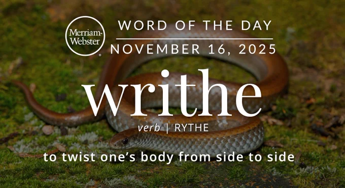 Merriam-Webster Word of the Day for November 16, 2025 'writhe' verb "to twist one's body from side to side" Background Image: a snake on green moss