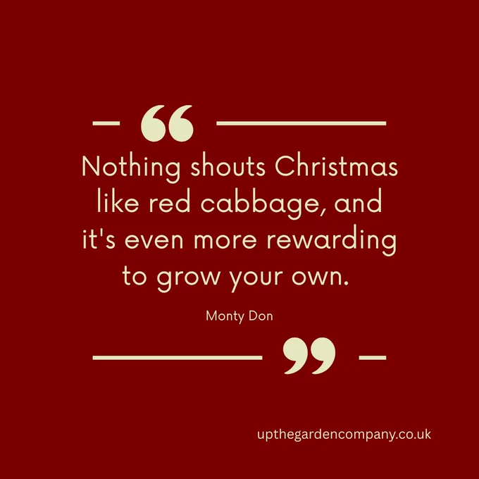 "Nothing shouts Christmas like red cabbage, and it's even more rewarding to grow your own". Monty Don.  upthegardencompany.co.uk