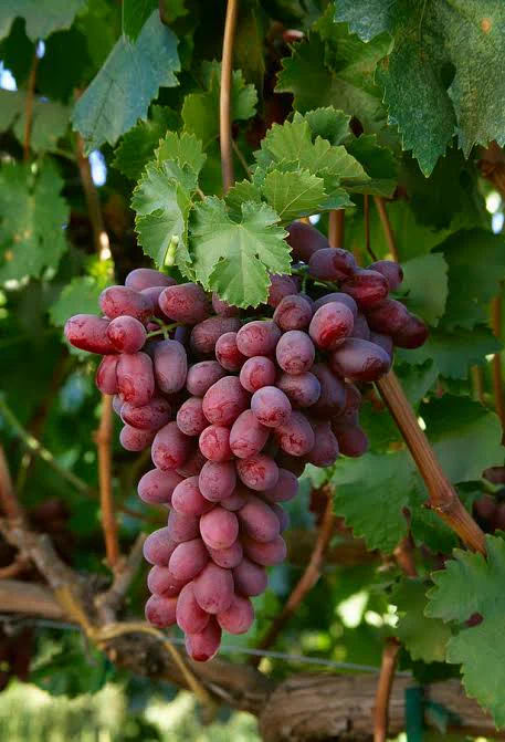 Crimson seedless, Most marketable and commonly consumed grape, mainly table but rarely used for wine