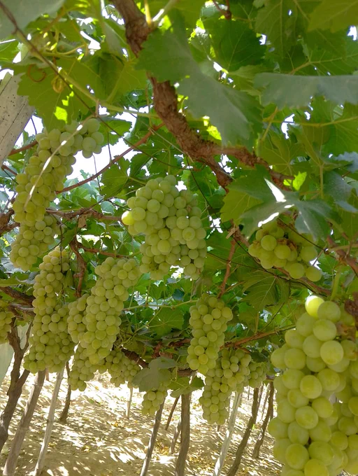 Muscat of Alexandria (mostly wine grapes, can be use as table also)