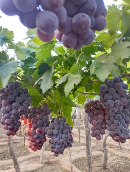 Red globes, mainly table grapes, rarely used for wine