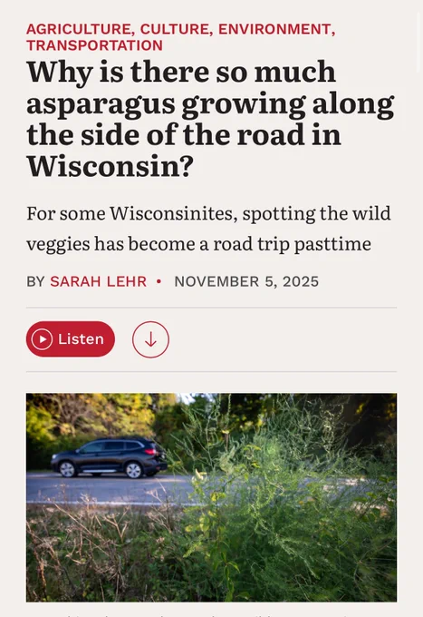 Why is there so much asparagus growing along the side of the road in Wisconsin?