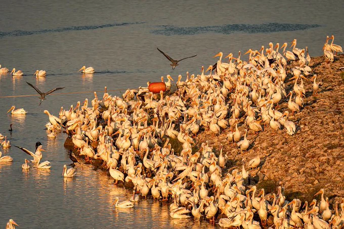 A large flock of white pelicans gathers densely on a rocky shoreline, while a few birds take flight over the calm water. The golden sunlight casts a warm glow over the scene. Photography by Debra Martz